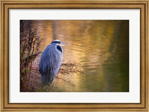 Framed Washington, Seabeck Great Blue Heron bird Print