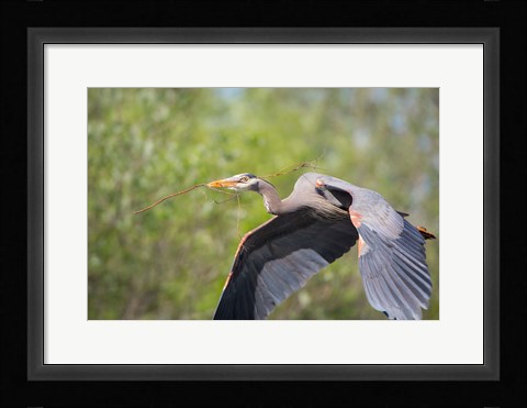Framed Great Blue Heron (Ardea herodias) with branch in bill, Washington Print