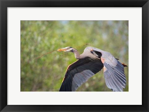 Framed Great Blue Heron (Ardea herodias) with branch in bill, Washington Print