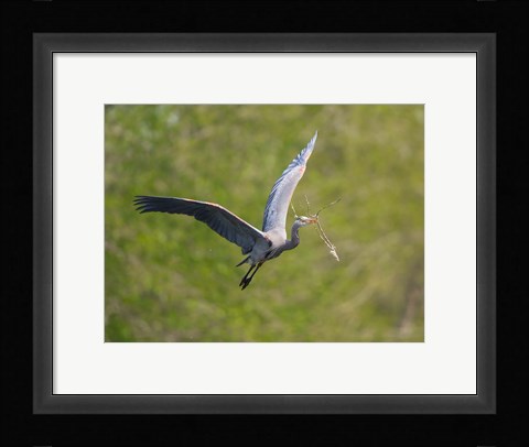 Framed Washington Great Blue Heron flies with branch in its bill Print