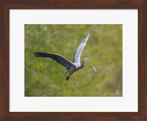 Framed Washington Great Blue Heron flies with branch in its bill Print