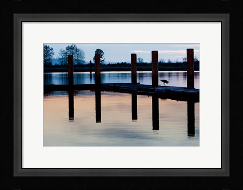 Framed Washington, Great Blue Heron bird Print