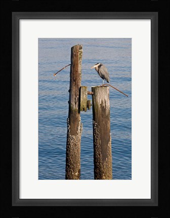 Framed Great Blue Heron bird, Elliott Bay Print