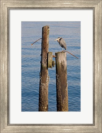 Framed Great Blue Heron bird, Elliott Bay Print