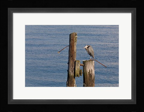 Framed WA, Seattle, Great Blue Heron bird, Elliott Bay Print
