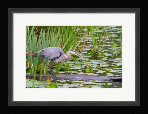 Framed Great Blue Heron bird, Juanita Bay Wetland, Washington Print