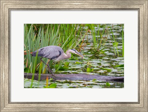Framed Great Blue Heron bird, Juanita Bay Wetland, Washington Print