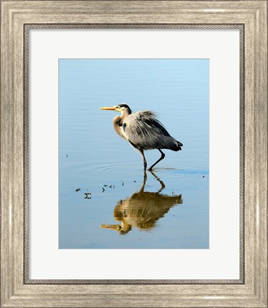 Framed Great Blue Heron in Ridgefield NWR, Ridgefield, Washington Print