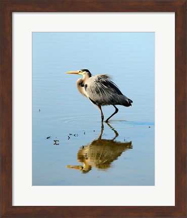 Framed Great Blue Heron in Ridgefield NWR, Ridgefield, Washington Print