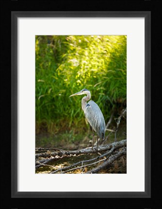 Framed Great Blue Heron, Washington State Print
