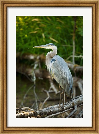 Framed Washington State, Great Blue Heron Print
