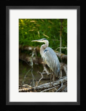 Framed Washington State, Great Blue Heron Print