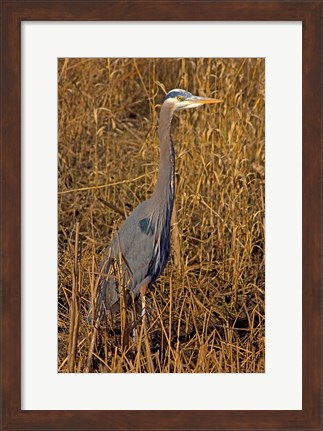 Framed Washington, Seattle, Discovery Park Great Blue Heron Print