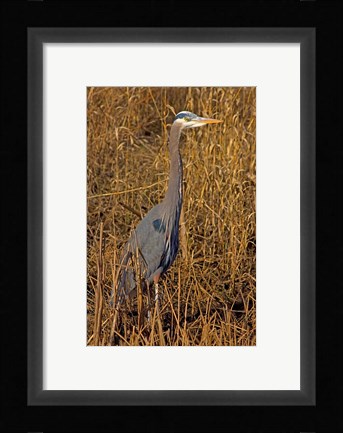 Framed Washington, Seattle, Discovery Park Great Blue Heron Print