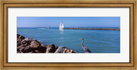 Framed Great Blue Heron perching on a rocks Print