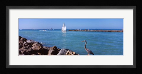 Framed Great Blue Heron perching on a rocks Print