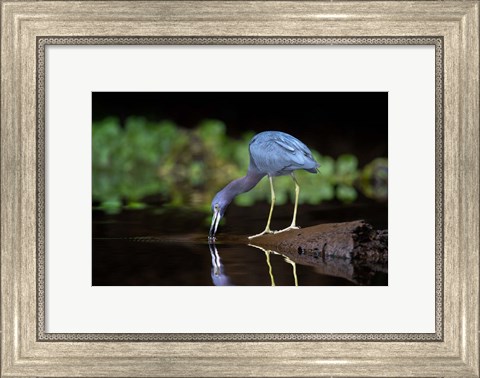 Framed Little Blue Heron Print