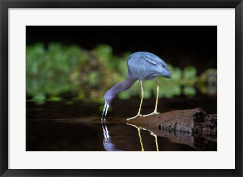 Framed Little Blue Heron Print