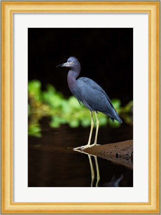 Framed Little Blue Heron, Costa Rica Print