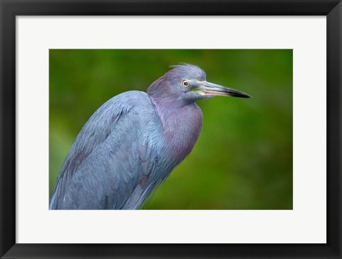 Framed Little Blue Heron), Tortuguero, Costa Rica Print