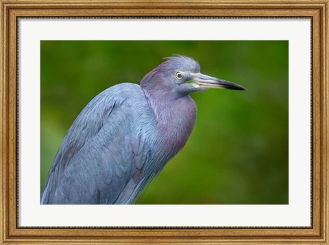 Framed Little Blue Heron), Tortuguero, Costa Rica Print