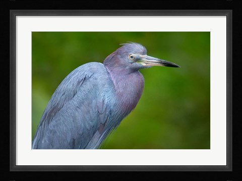 Framed Little Blue Heron), Tortuguero, Costa Rica Print