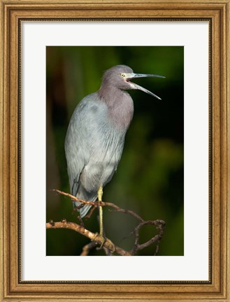 Framed Little Blue Heron (Egretta caerulea), Tortuguero, Costa Rica Print
