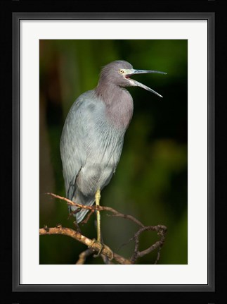 Framed Little Blue Heron (Egretta caerulea), Tortuguero, Costa Rica Print