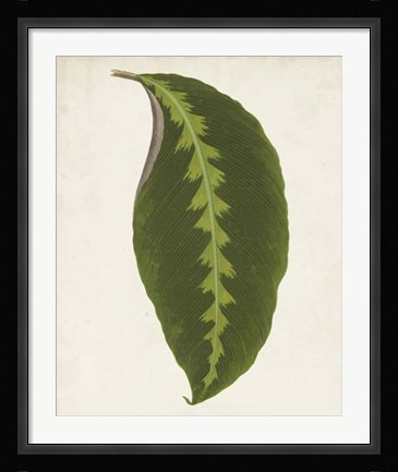 Framed Graphic Leaf I Print