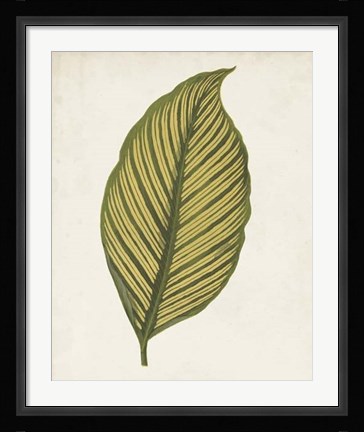 Framed Graphic Leaf II Print