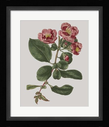 Framed Floral Gems I Print