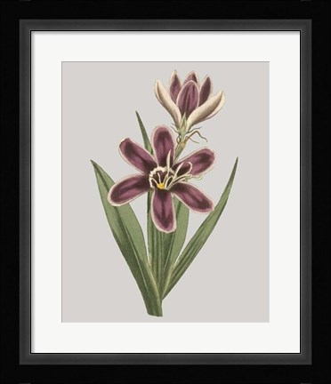 Framed Floral Gems III Print