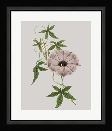 Framed Floral Gems VI Print