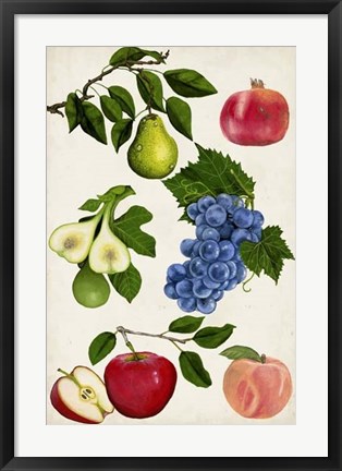 Framed Fruit Collection I Print