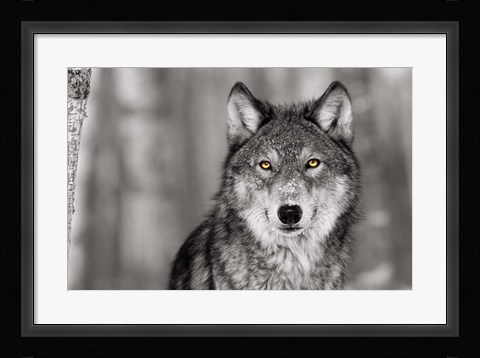 Framed Pop of Color Wolf Print