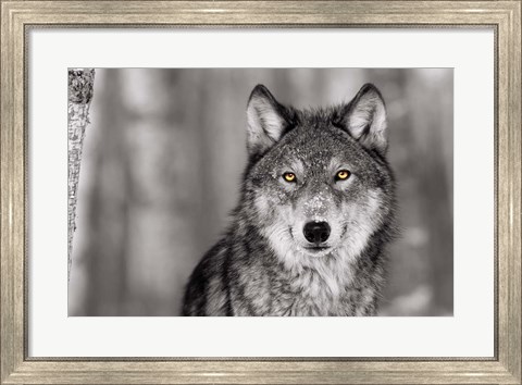 Framed Pop of Color Wolf Print