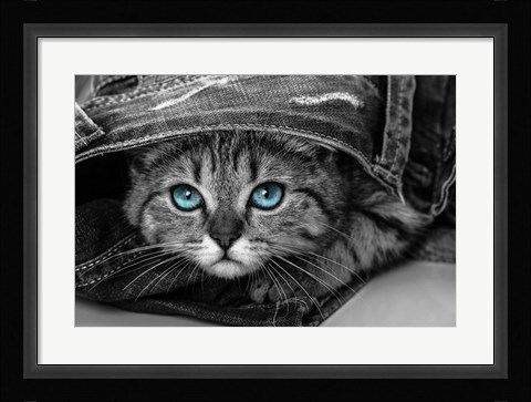 Framed Pop of Color Kitten Print