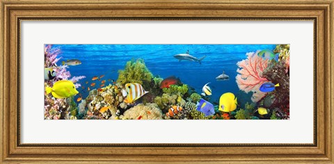 Framed Life in the Coral Reef, Maldives Print
