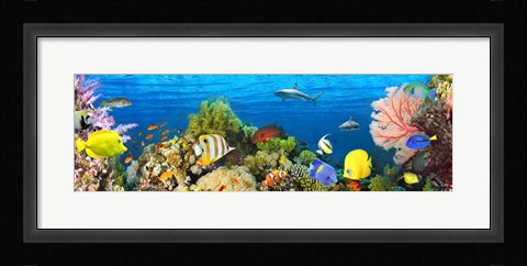 Framed Life in the Coral Reef, Maldives Print