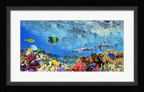 Framed Reef Sharks and fish, Indian Sea Print