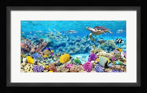 Framed Sea Turtle and fish, Maldivian Coral Reef Print