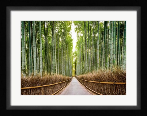 Framed Bamboo Forest, Kyoto, Japan Print