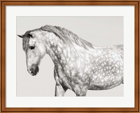 Framed Leia, Andalusian Pony Print