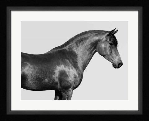 Framed Orpheus, Arab Horse Print