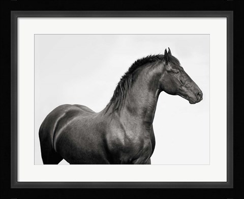 Framed King Mamba, Stallion Print