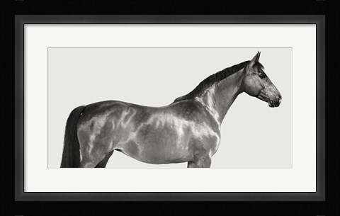 Framed Kingsman Cavalier, English Thoroughbred Print