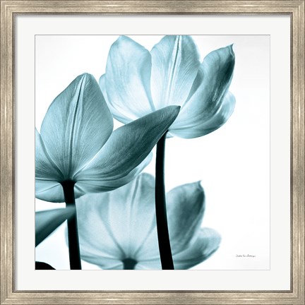 Framed Translucent Tulips III Sq Aqua Print