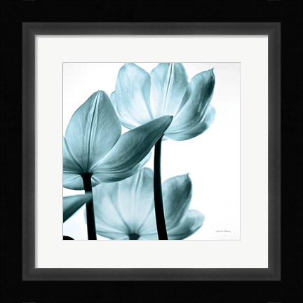 Framed Translucent Tulips III Sq Aqua Print