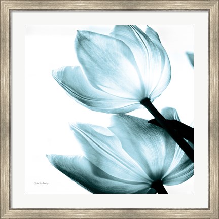 Framed Translucent Tulips II Sq Aqua Print