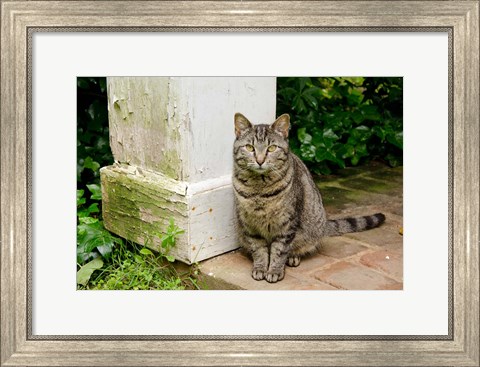 Framed Mississippi, Columbus House cat at Waverley Plantation Mansion Print